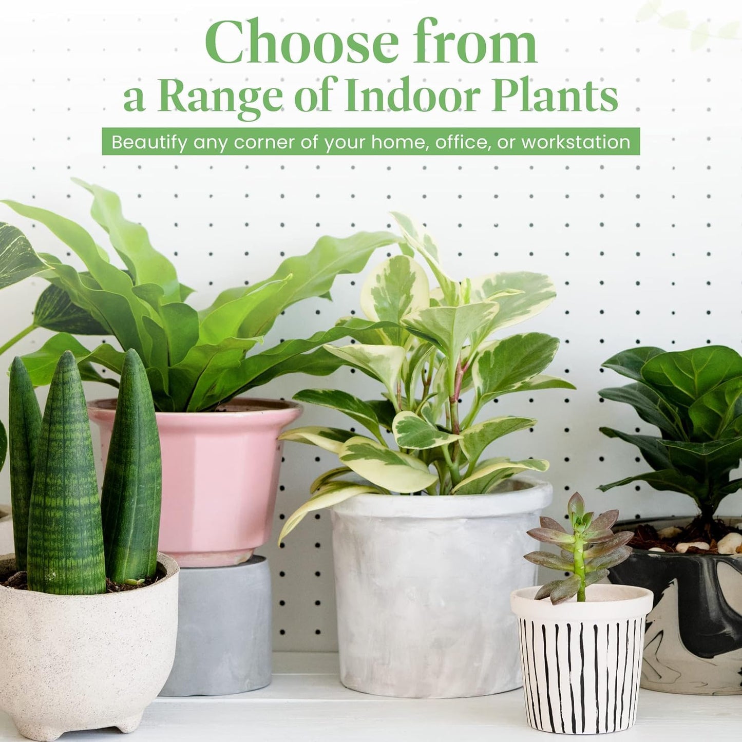 American Plant Exchange Monstera Adansonii – Live 8-Inch Hanging Basket Swiss Cheese Vine Plant, Easy-Care Trailing Houseplant, Low-Maintenance Air Purifying Plant for Home, Office & Garden Décor