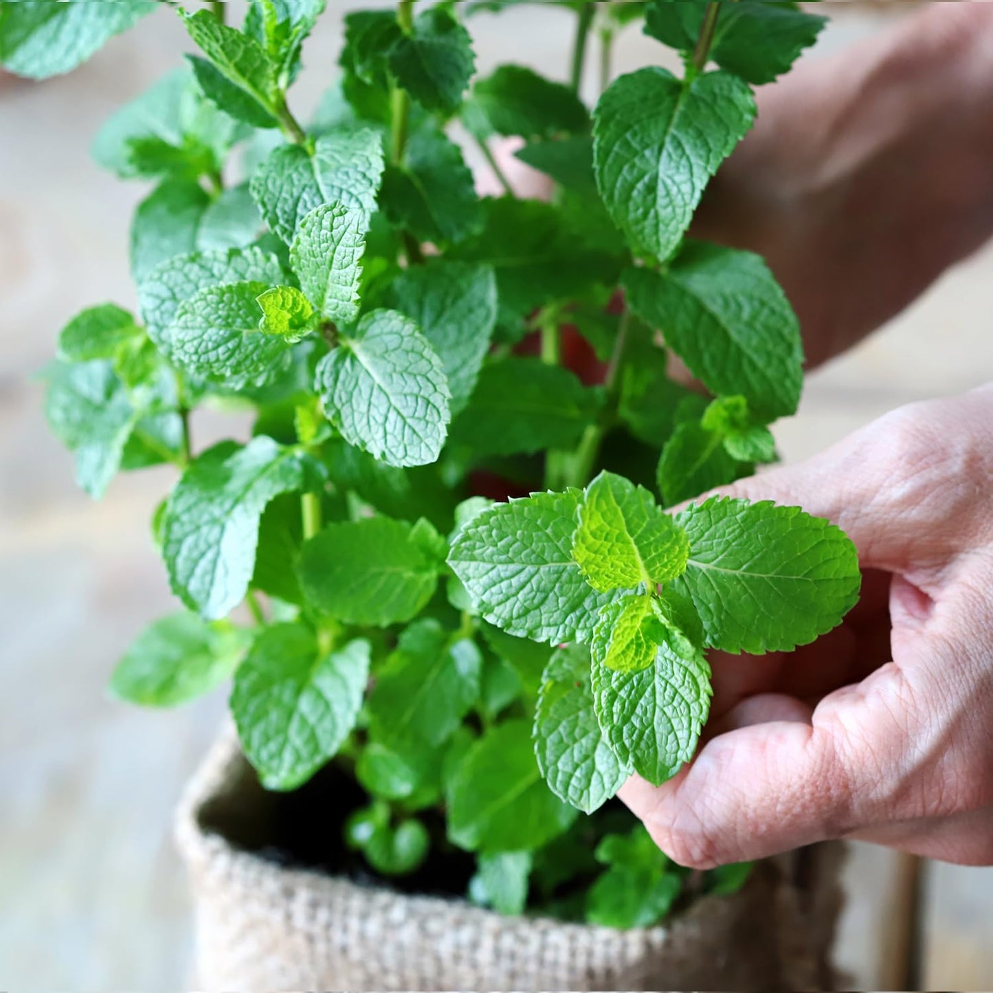 PLANTMEW Mint Seeds for Planting - 3500 Spearmint Seeds, Non-GMO & Heirloom Perennial Herb Seeds for Indoor/Outdoor Herb Garden, Tea, Cocktails (1 Pack)