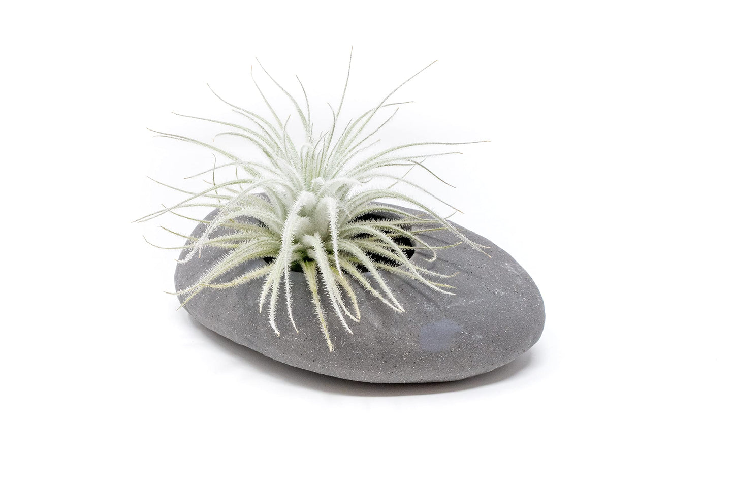Air Plant Shop 5 Pack Rare Tectorum Ecuador Air Plants - Unique, Bright White, Nursery-Grown Tillandsia House Plant with Fuzzy Trichomes for Terrariums, Driftwood & Living Walls - Wholesale