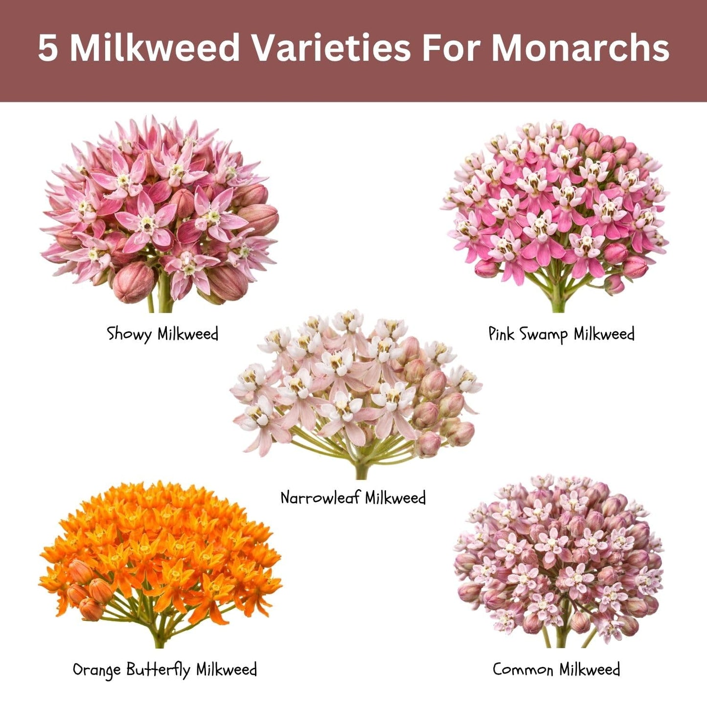 SunHaven Seeds Native Milkweed Variety Pack - 5 Essential Species for Monarch Butterfly Gardens - Common, Swamp, Butterfly Weed, Showy & Narrowleaf - Non-GMO Native Wildflower Seeds for Pollinators