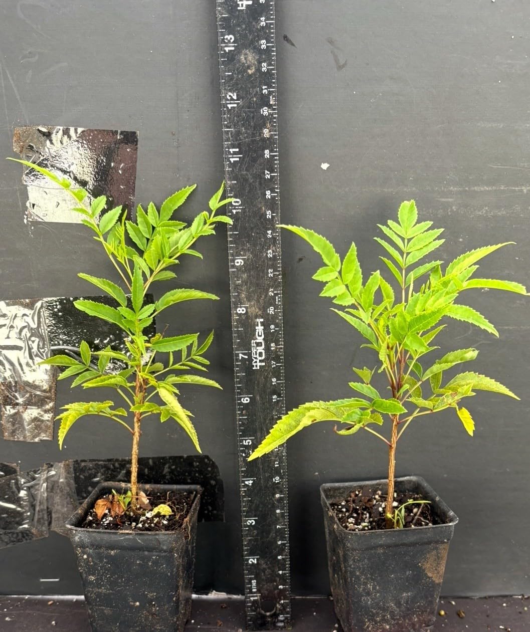 Live Plant - Cape Town Coral Tecomariasmall Rooted Starter Planthummingbird Heaven!