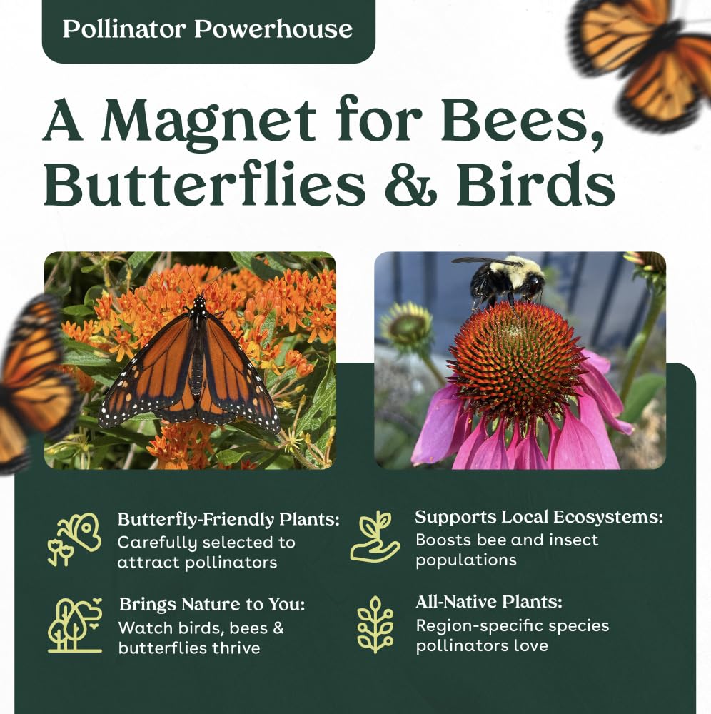 Narrowleaf Milkweed 6 Live Plants (Asclepias fascicularis) – California Native Wildflower for Outdoor Gardens, Monarch Butterfly Host Plant, Drought Tolerant Pollinator Friendly Landscaping