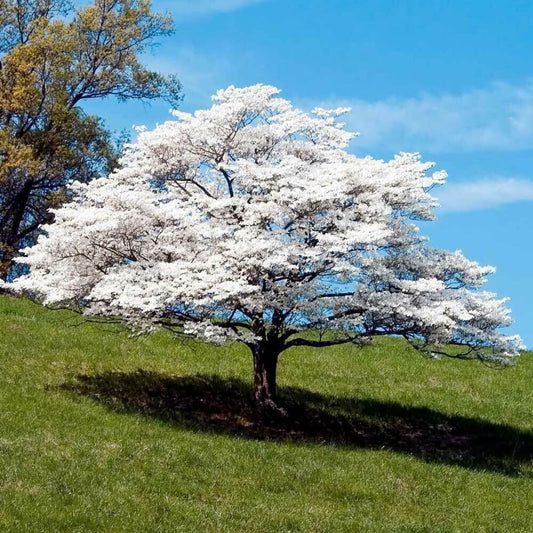 White Dogwood Flowering Tree Live Plant in 4" Pot, Bare Root to CA