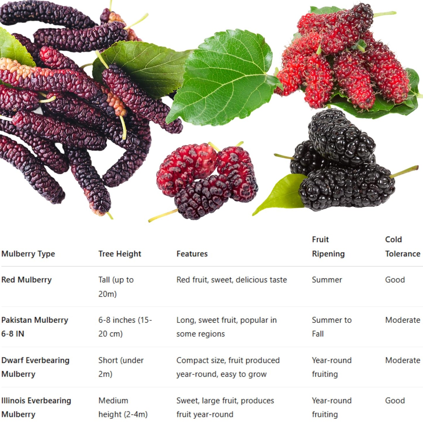 Dwarf Everbearing Mulberry Tree Live Plant Well-Rooted, Berry Seedlings Mulberries Fruit Edible, Outdoor Planting, 4-8 Inc Tall, No Pot