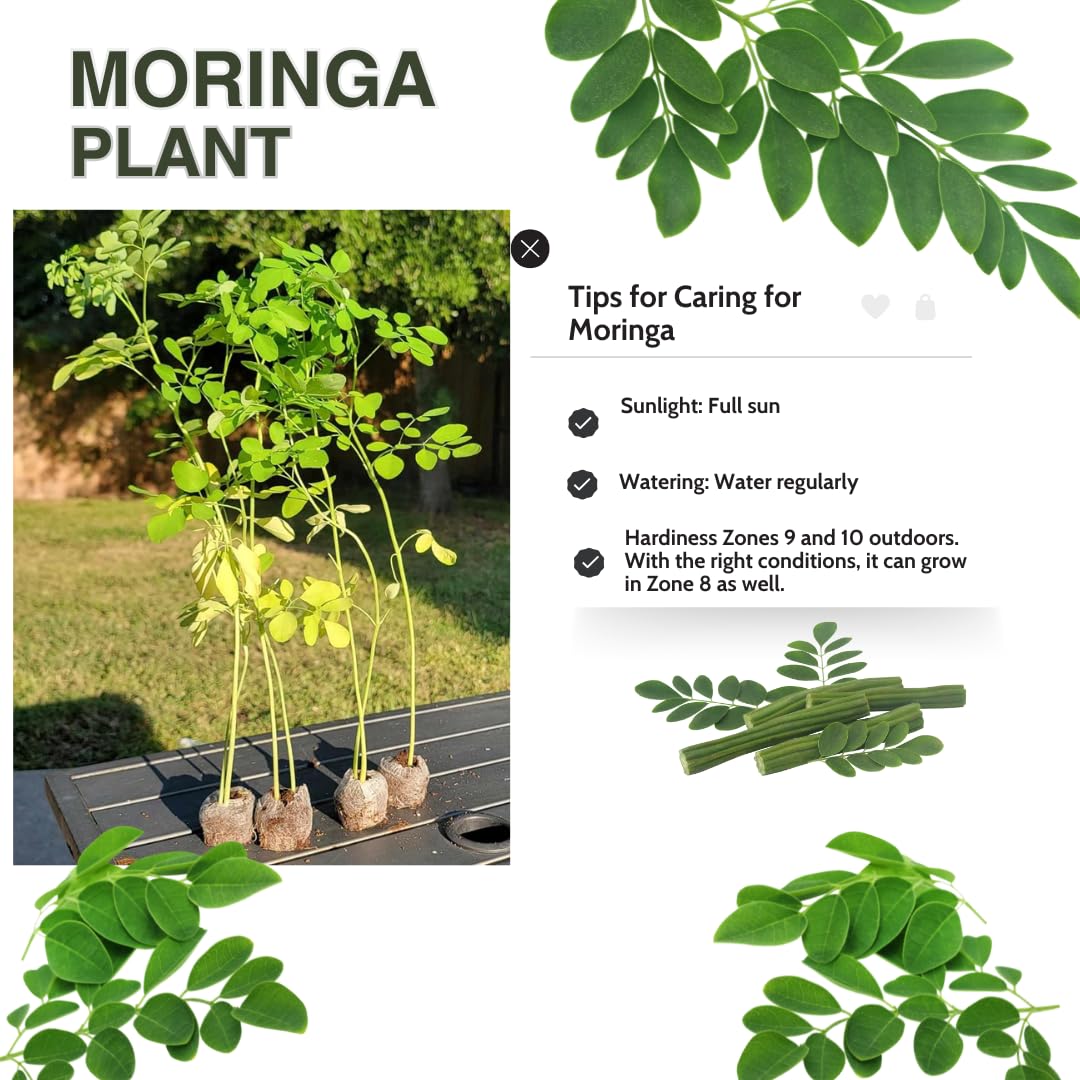 Moringa Tree Live Plant, Malunggay 6 to 8 Inc Tall Moringa Plants Live, Drumstick Horseradish Tree, Herb Moringa Plants to Plant Outdoor