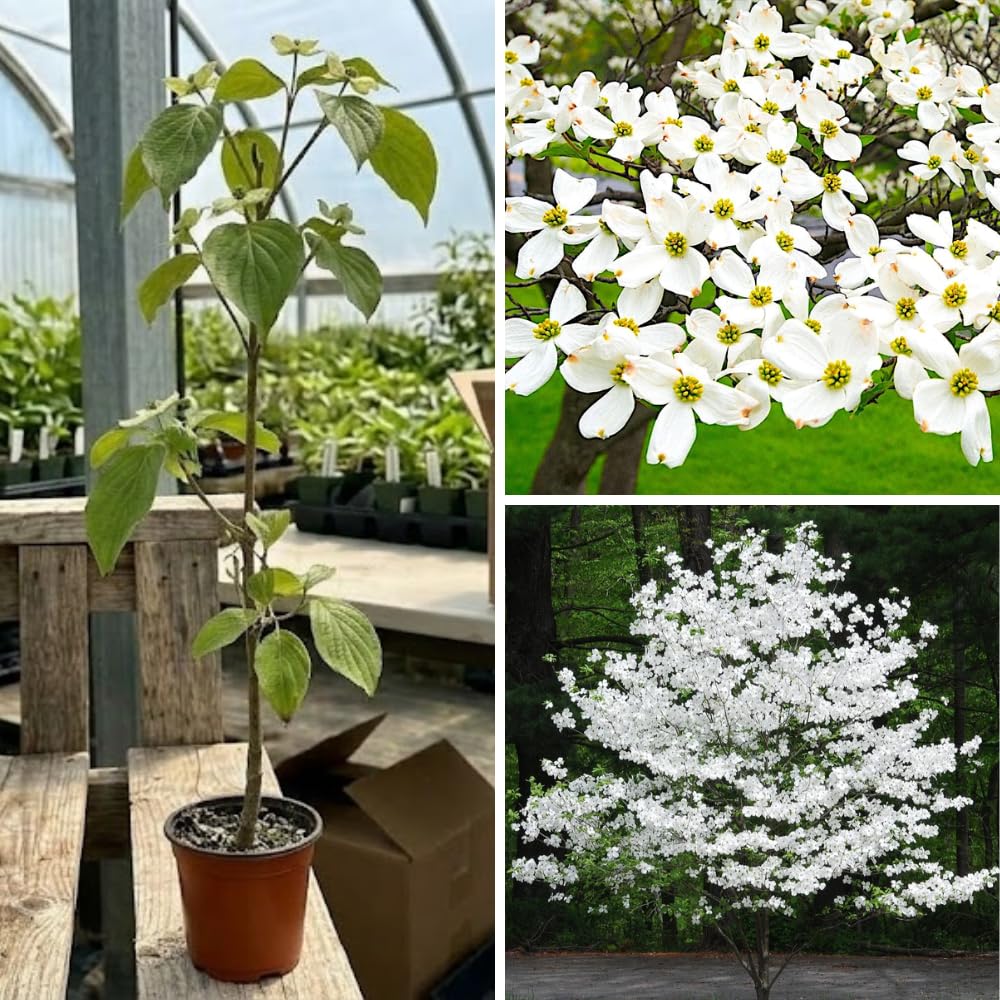 1 White Dogwood Tree Live Plant for Planting, 6-14 Inc Height, in Pot, White Dogwood Live Plant Dogwood Bush Shrub, Dogwood Plant Live, Dogwood Flowers