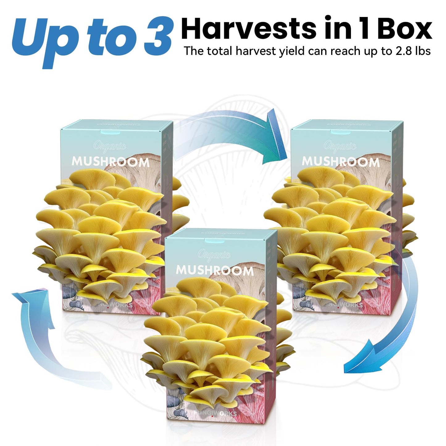 Organic Edible 4lbs Golden Oyster Mushroom Growing Kit, Made in USA, Double-Side Mushroom Grow Kit Indoor, Harvest Gourmet Mushrooms in 10 Days, Top Gardening Gift, Holiday Gift