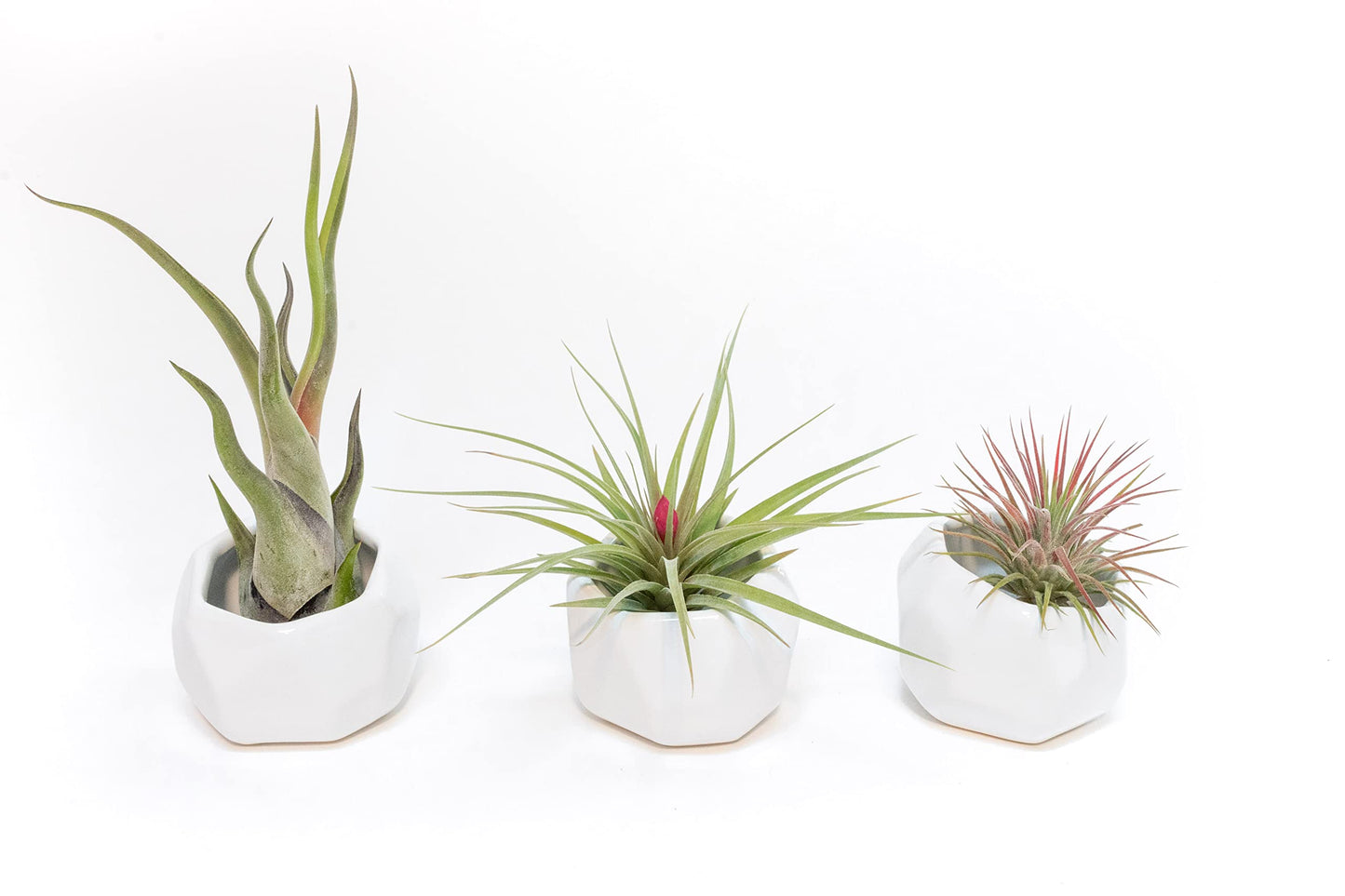 Air Plant Shop Single White Ceramic with Custom Air Plant - Succulents - Live Tillandsia - Easy Care Indoor and Outdoor House Plants (Harrisii)