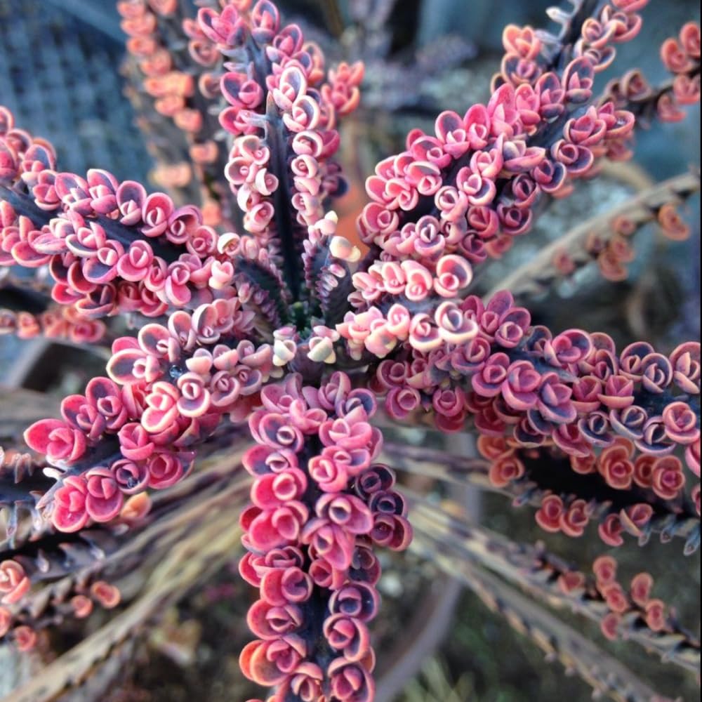 2 Kalanchoe Pink Butterfly Plants Live, Kalanchoe Live Plant, in 2 Inch Pot, Pink Kalanchoe Succulent Mother of Thousands