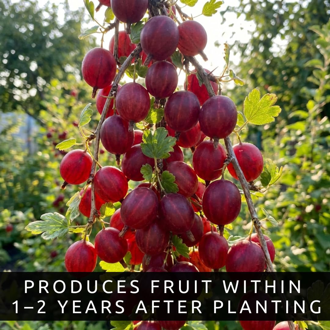Red Gosseberry Bush Seedling for Growing - 1 Year Well Rooted Plants - Ready to Plant - Hinnomaki Gooseberry (3 Seedlings)