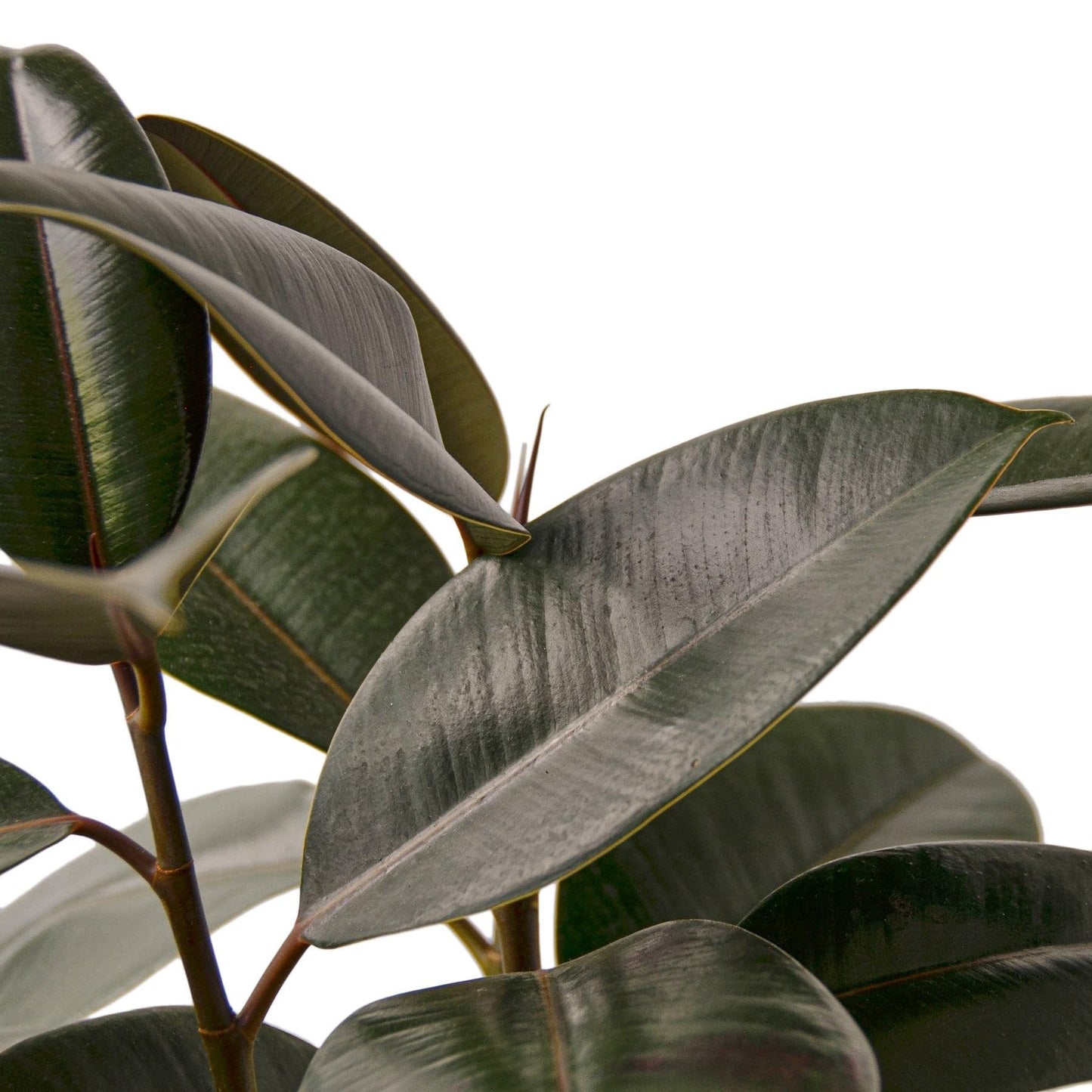 5 Pack Ficus Elastica 'Burgundy' in 6in Pot - Live Plants Tropical Houseplants | Variegated | USA Growers | The Snobby Leaf