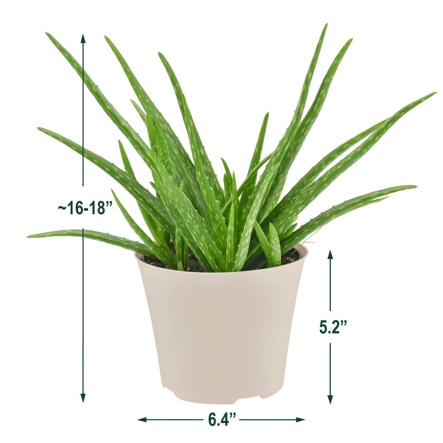 Arcadia Garden Products Live Aloe Vera Succulent Easy Indoor Houseplant in Plastic Pot, Air Purifying Ornamental Plant Gift for Home and Garden Décor, 6 Inch