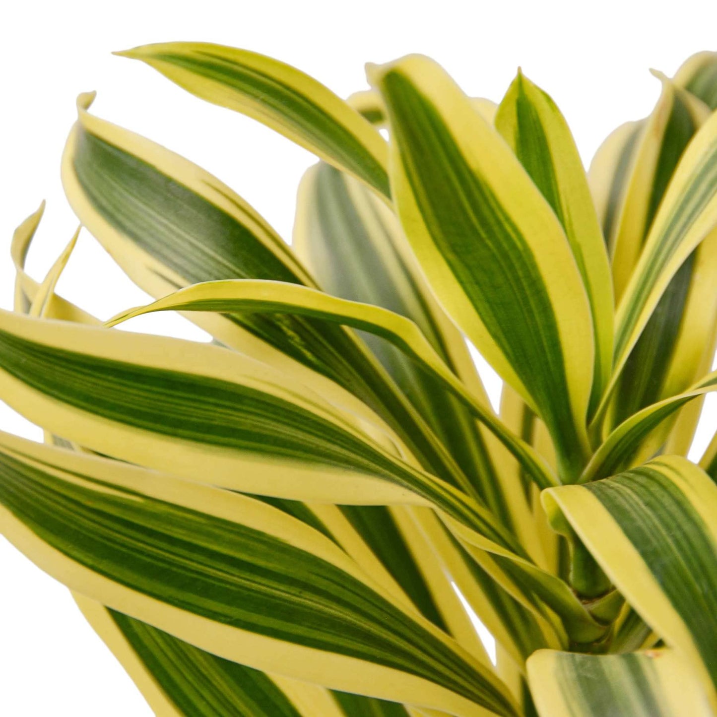 Dracaena Song of India Live Plant for Indoor | Different Houseplants in 4'' & 6'' Pot | Real House Plant for Living Room, Office, Desk & Bathroom | Dracaena reflexa | Dragon Tree