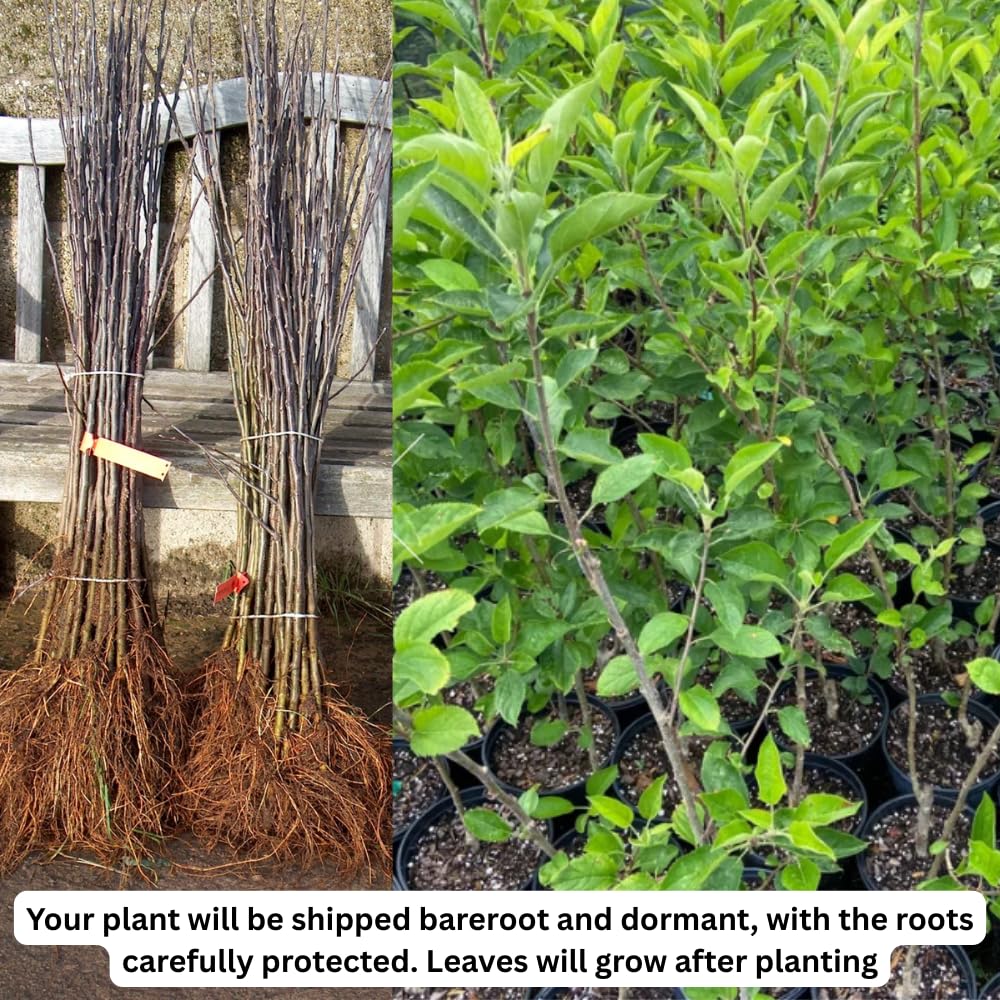 Pink Apple Tree Live Plant, Sweet Apple Plant Live for Planting, 2-3 Feet Height, Bareroot, Live Apple Tree Plant, Sweet Apple Fruit Tree
