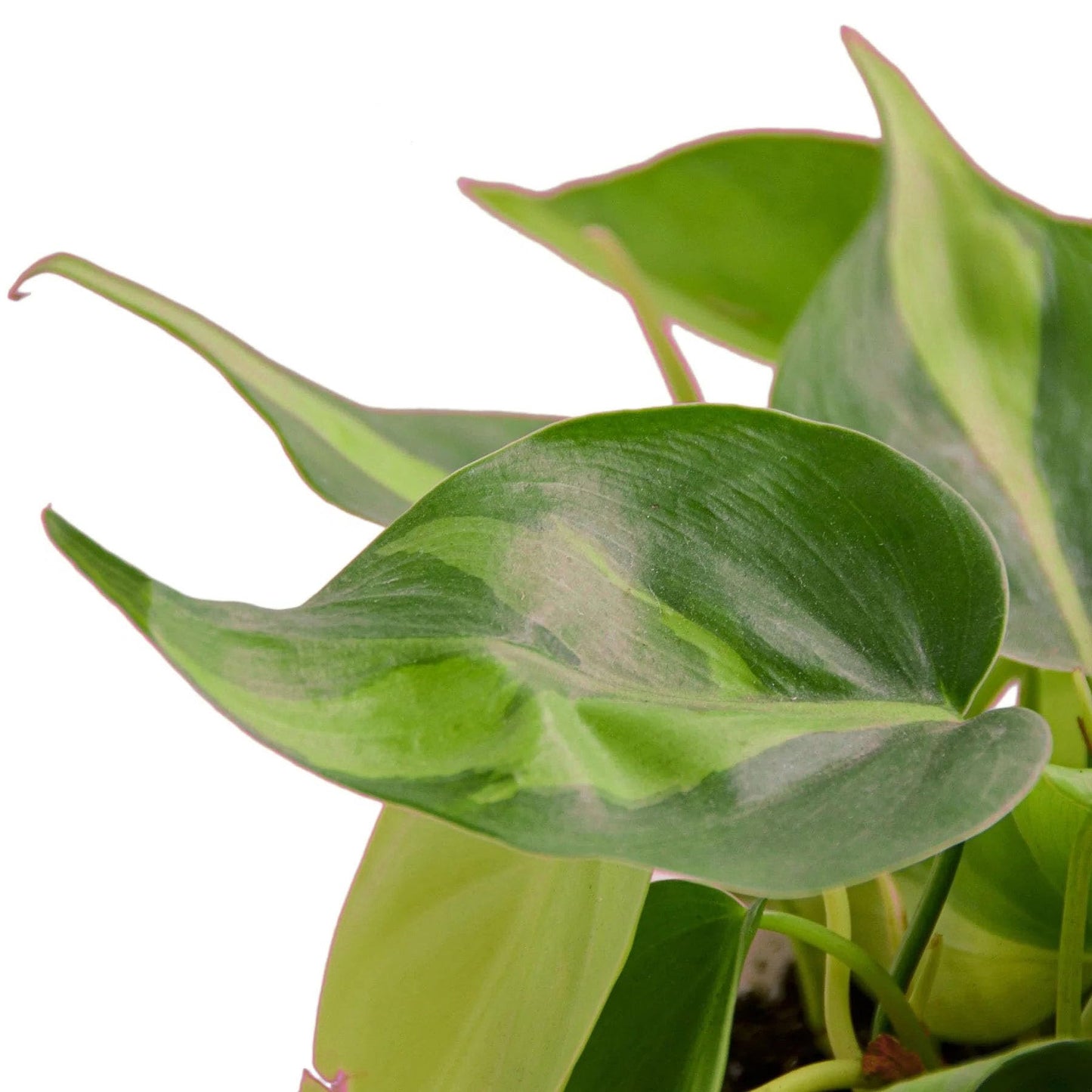 Philodendron 'Brasil' in 4in Pot - Live Tropical Houseplant - Easy to Grow | Air Purifying | Variegated | USA Growers | The Snobby Leaf