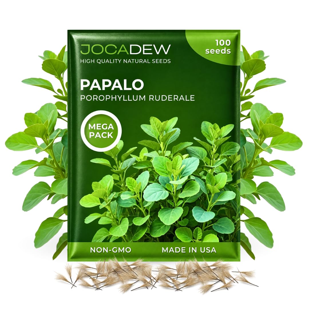 100+ Papalo Seeds – Mexican Herb Papaloquelite (Porophyllum ruderale) – Heirloom Garden Herb Seeds for Outdoor Garden, Raised Beds & Containers