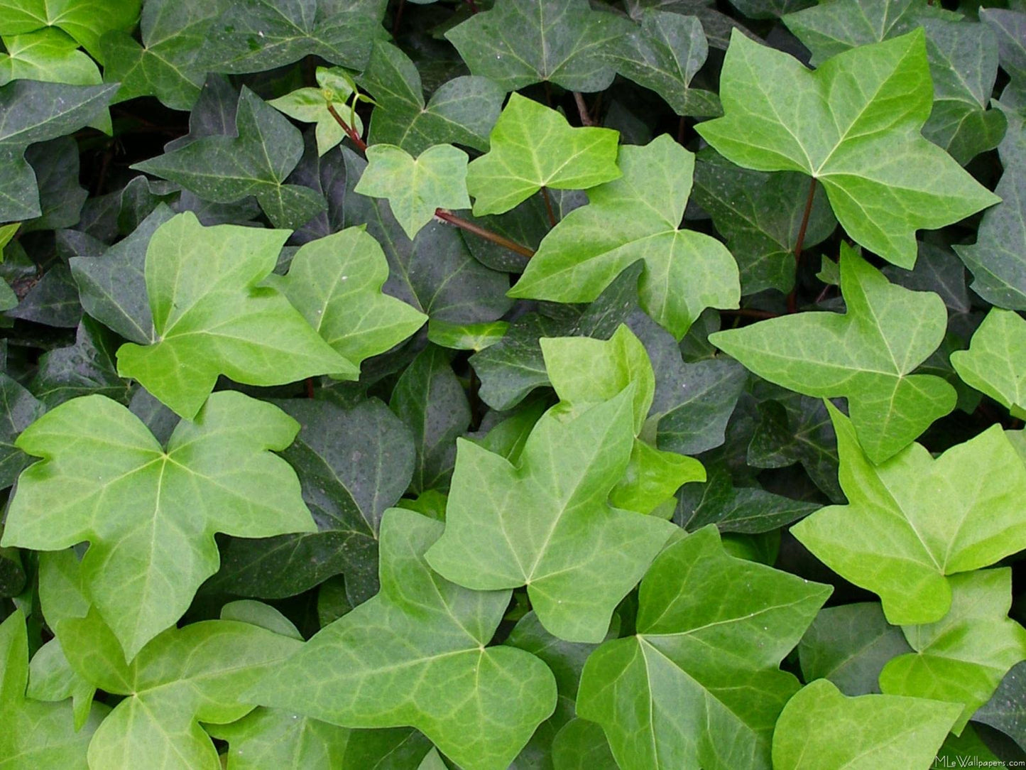 English Ivy Hoop - Live Plant in a 6 Inch Pot - Hedera Helix - Beautiful Easy Care Indoor Air Purifying Topiary Houseplant Vine