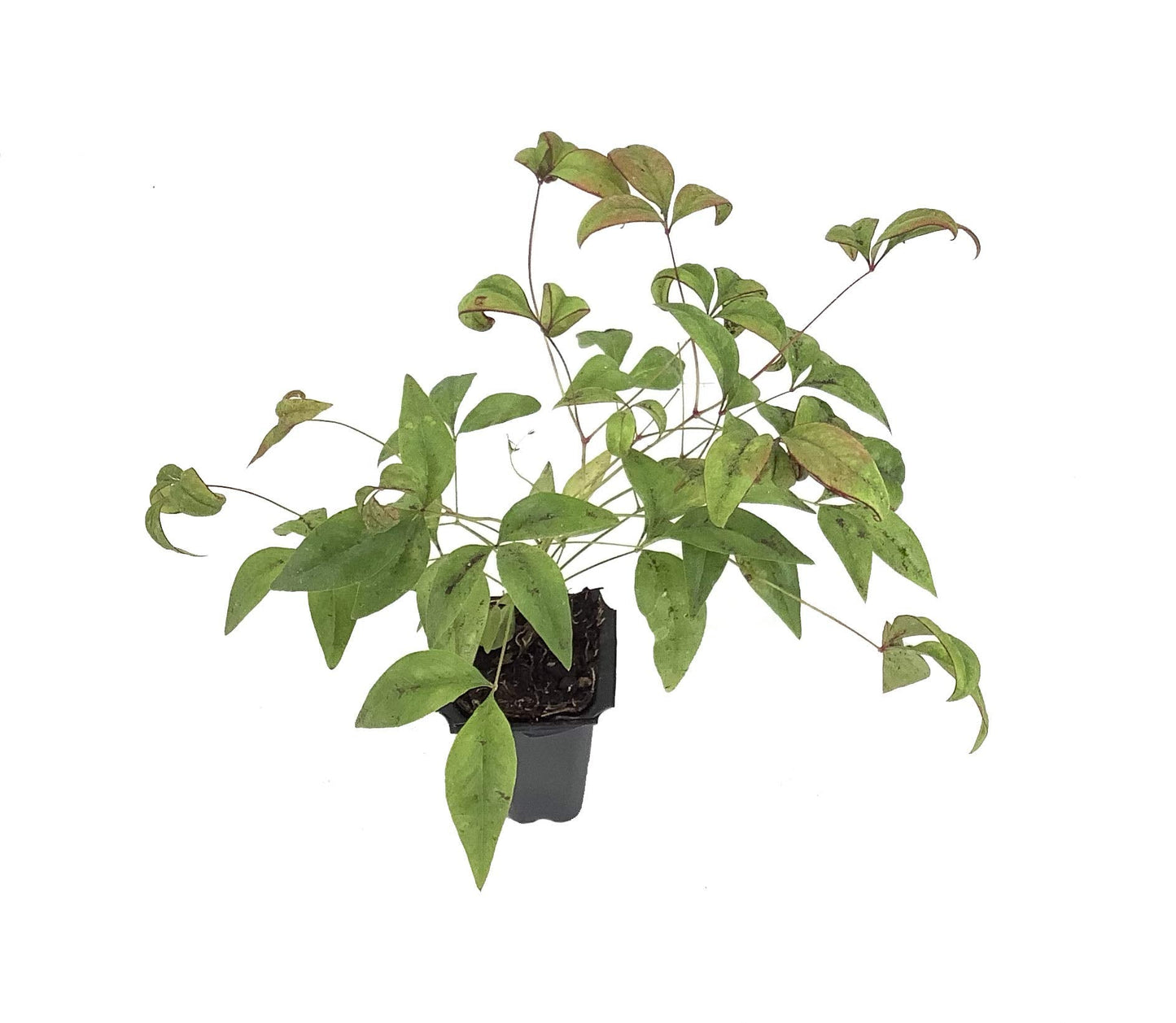 Firepower Heavenly Bamboo | 3 Live Plants | Nandina Domestica | Compact Ornamental Shrub, Year-Round Color, Low Maintenance, Bright Red Foliage, Outdoor Landscape, Garden Accent