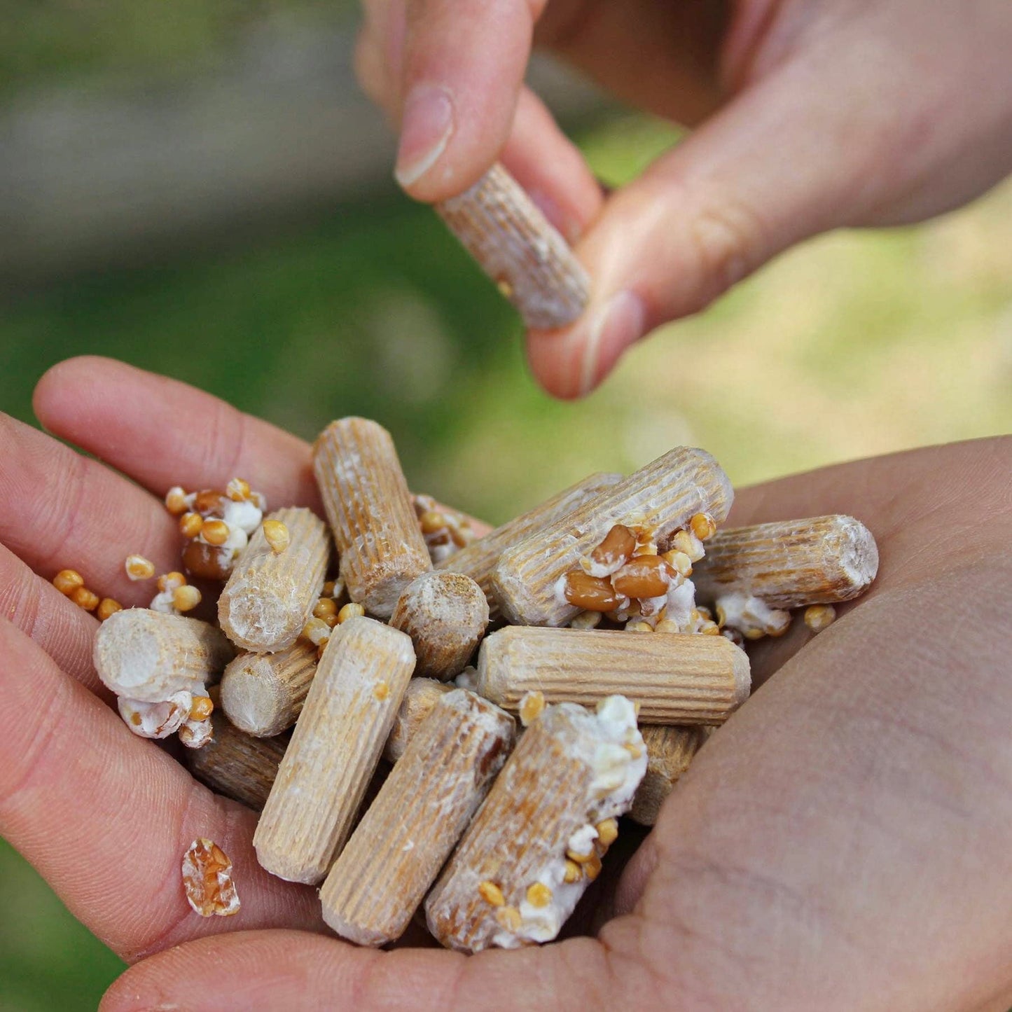 North Spore Organic Lion's Mane (100 ct) Mushroom Plugs for Logs | Premium Quality Mushroom Plug Spawn | Handmade in Maine, USA | Grow Gourmet Mushrooms Outdoors on Logs