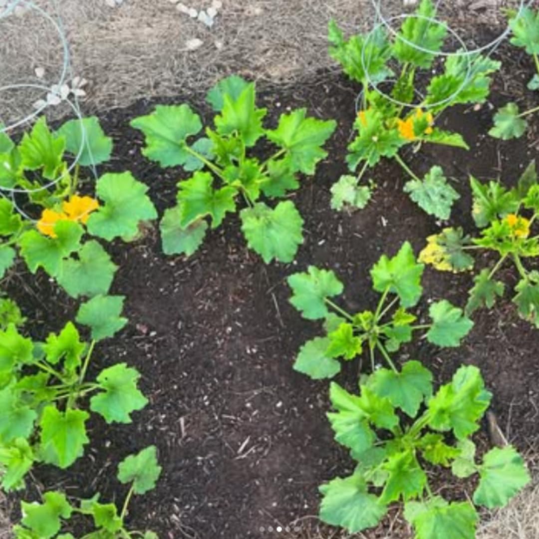 4''-7'' Yellow Squash Plants Live, 4 Inc Potted, Zucchini Plants Live for Planting - Set 4 Plants