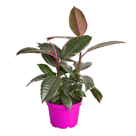 7 Pack Ficus Elastica 'Tineke' - 6" Pot in 6in Pot - Live Tropical Houseplant - Easy to Grow | Air Purifying | Variegated | USA Growers | The Snobby Leaf