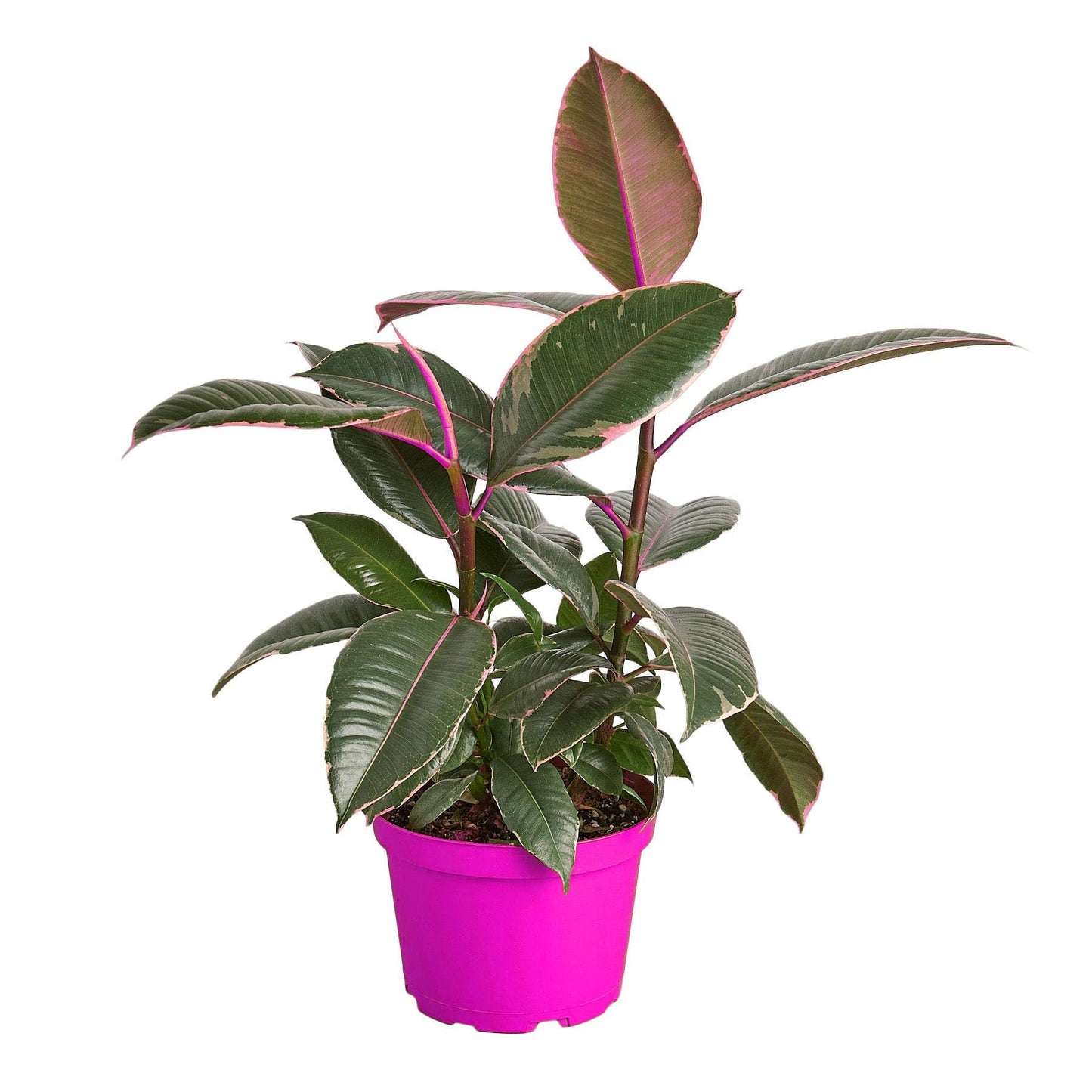 8 Pack Ficus Elastica 'Tineke' - 6" Pot in 6in Pot - Live Tropical Houseplant - Easy to Grow | Air Purifying | Variegated | USA Growers | The Snobby Leaf