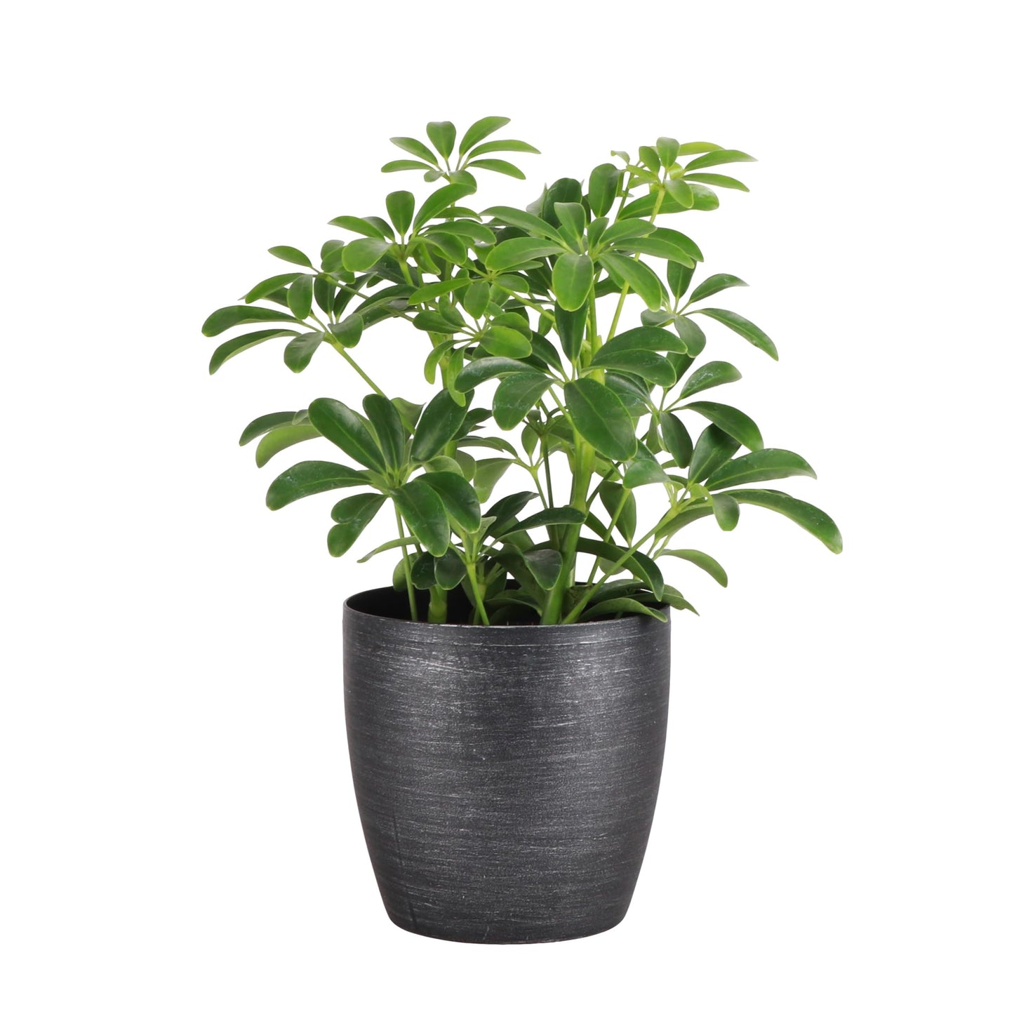 Thorsen's Greenhouse Live Arboricola Umbrella Tree Plant, Schefflera Arboricola, Natural Air Purifier, Easy to Grow, Live Indoor Houseplant, 4-inch Diameter (Brushed Silver)