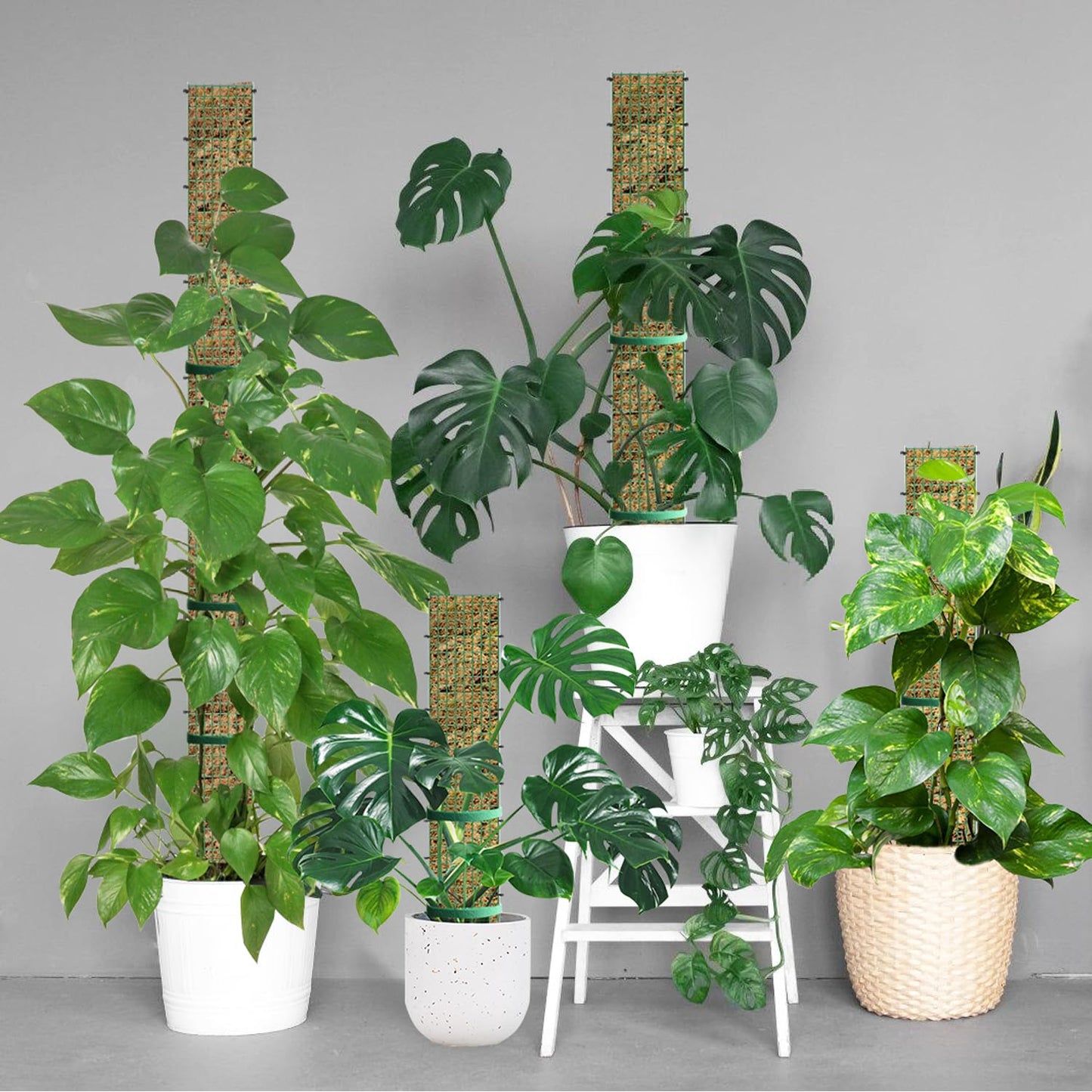 60" Metal Moss Pole, D Shape Sphagnum Moss Pole, Moss Poles for Climbing Plants, Monstera, Indoor Climbing Plants (2Pcs 60")