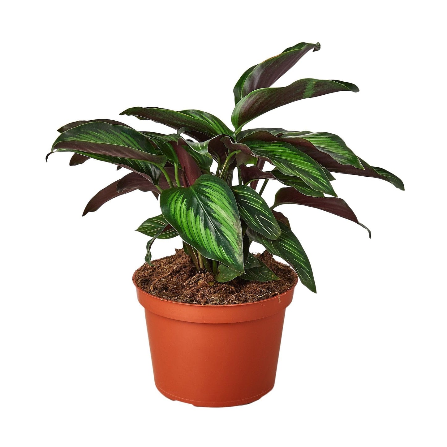 5 Pack Calathea 'Beauty Star' in 4in Pot - Live Plants Tropical Houseplants | Variegated | USA Growers | The Snobby Leaf