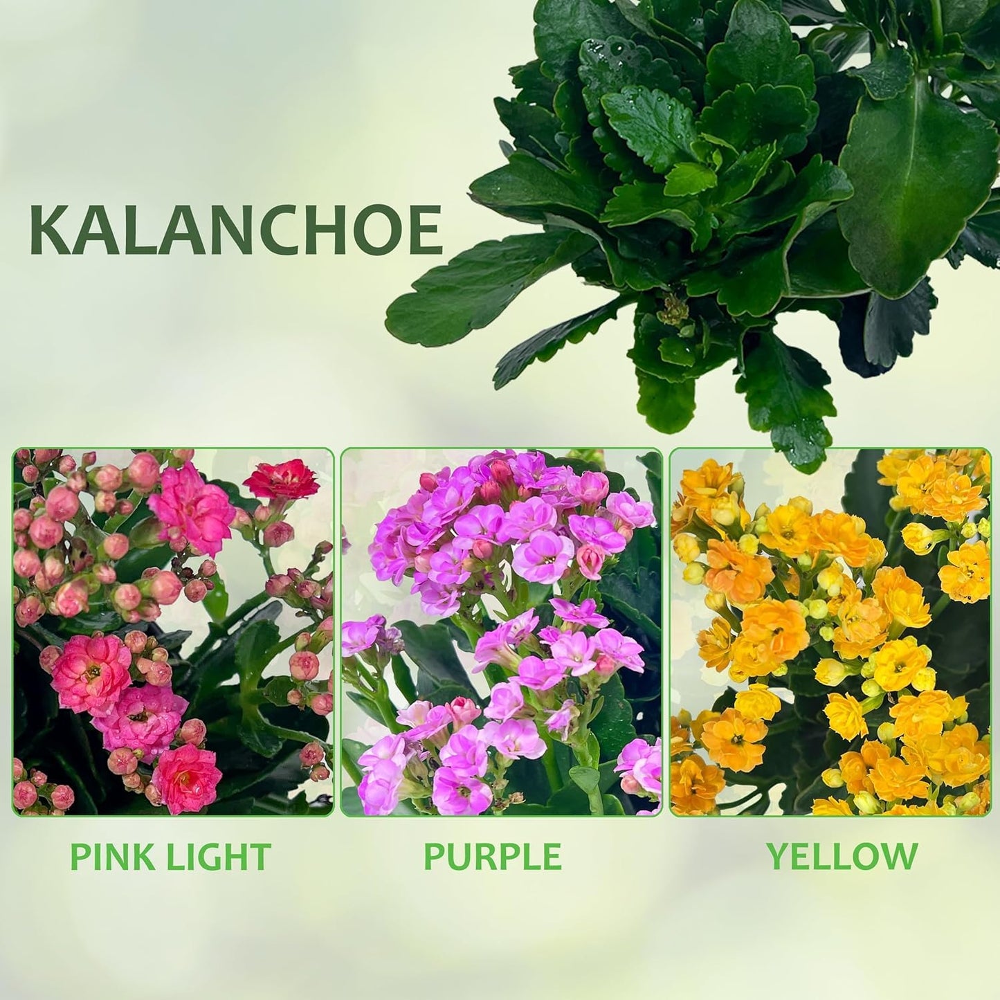 LEAL PLANTS ECUADOR Kalanchoe Plants (Pack of 3) Bundle Plants Vibrant, Long-Lasting Blooms & Easy Care,Air-Purifying, Perfect for Home Decor, Unique Gift for Plant Lover
