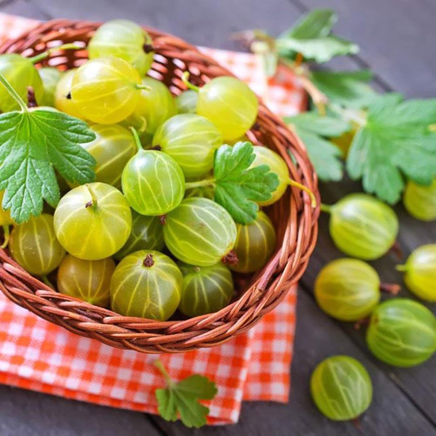 Sweet Gooseberry Bush Live Plant Well Rooted, Edible Gooseberry Plant Live for Planting Home Garden