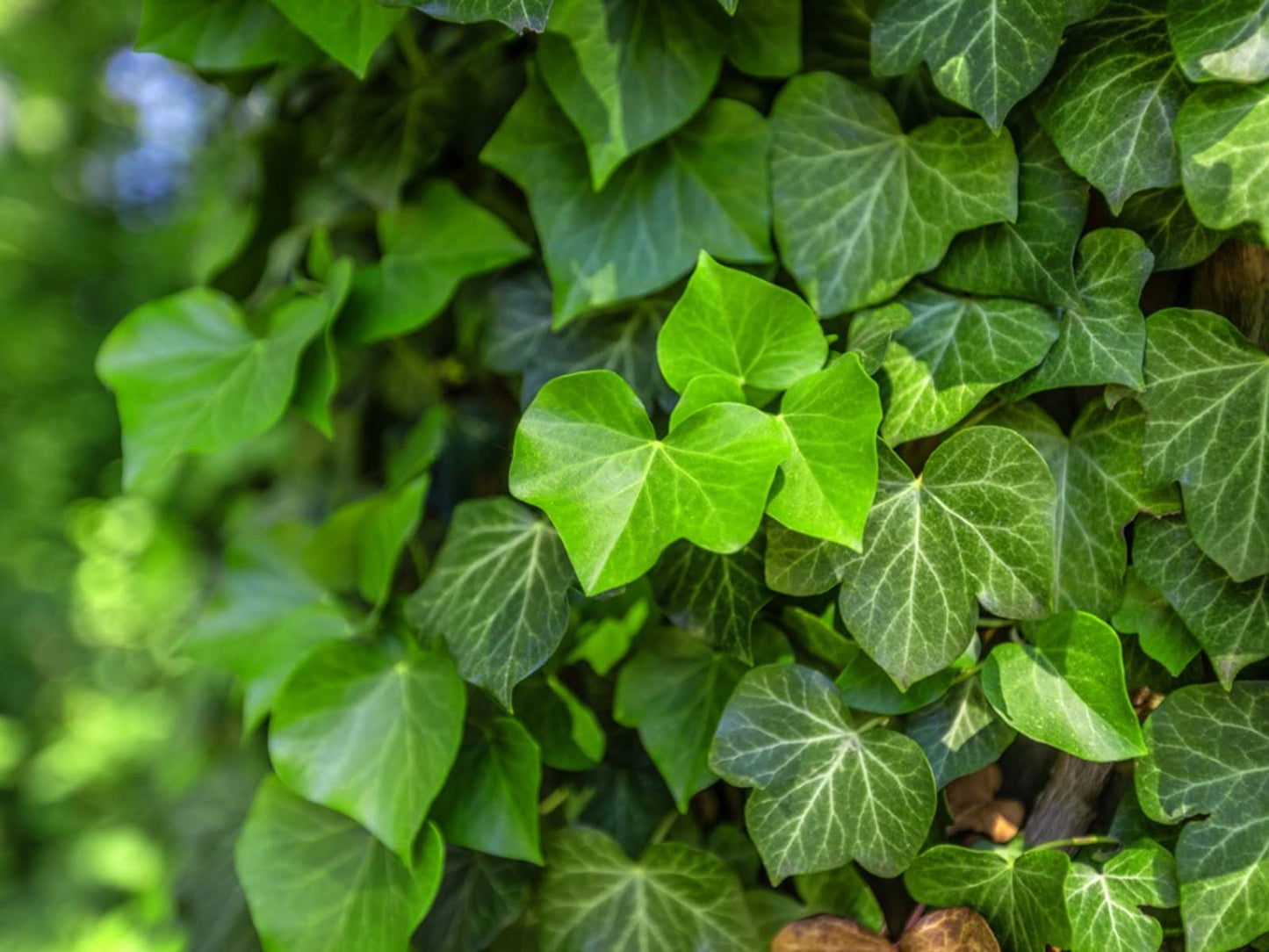English Ivy Globe - Live Plant in a 4 Inch Pot - Hedera Helix - Florist Quality - Beautiful Easy Care Indoor Air Purifying Topiary Houseplant Vine