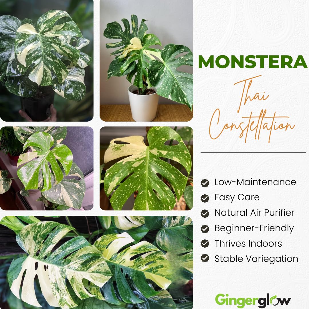 Thai Constellation Monstera Live Plant, 4 Inch Pot, Potted Variegated Monstera Deliciosa, Rare Cream and Green Indoor Plant for Home and Office