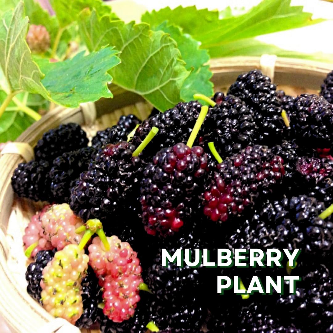 Mulberry Tree Live Plant 5 to 8 Inch Height, Everbearing Mulberry Bush Live Plant to Grow, Mulberry Plant Live (Dwarf Mulberry)
