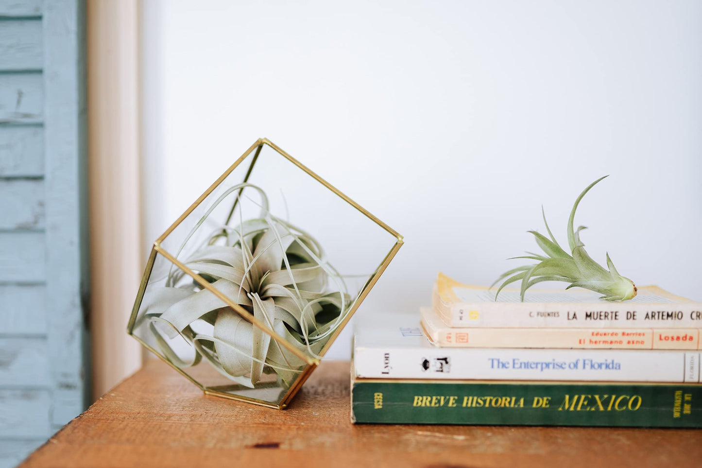 Air Plant Shop Fully Assembled Air Plant Cork Bark Displays - Wholesale and Bulk - Succulents - Live Tillandsia - Easy Care Indoor and Outdoor House Plants (Extra Large)