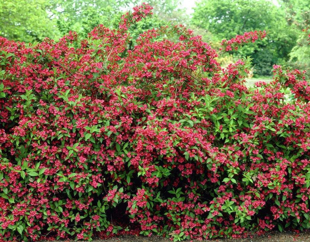 Live Plant - Ruby Red Weigela Shrub - Live Potted Plant - 6-12" Tall, 4" Pot - Weigela rubrun