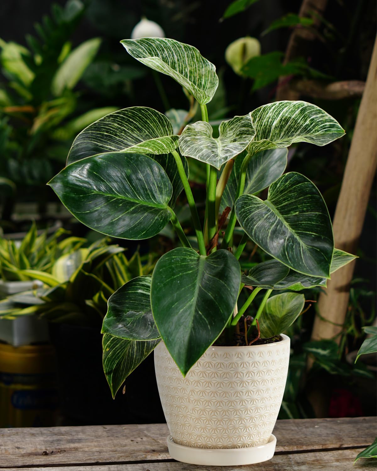 Swkien Plant Pots, Flower Pots, Planters for Indoor Plants(6.5+5.5inch), Flower Pots for Indoor Plant with Drainage Hole and Saucer, Ceramic Pots for Plants with Hole Mesh Pad,Reactive Glaze White