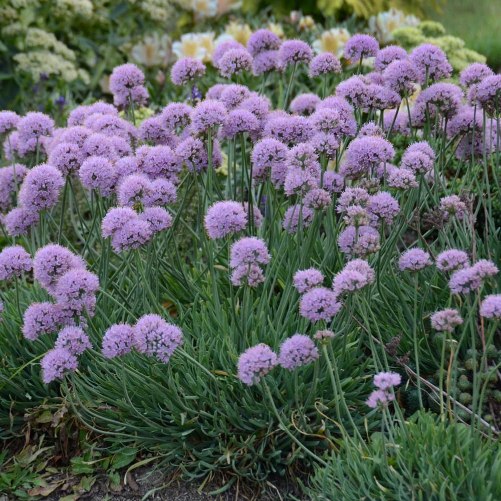 Complete Sunny Perennial Pollinator Flower Bulb Garden - 25 Bulbs for 50 Days of Continuous Blooms (Summer Color from July Through October) - Easy to Grow Summer Planting Bulbs by Willard & May