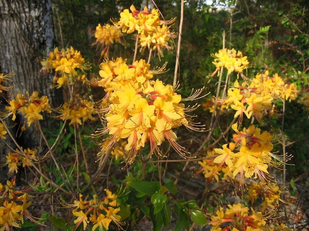 Live Plant - FANTASTIQUEAromi Azalea Rhododendron HybridWell Rooted Plant