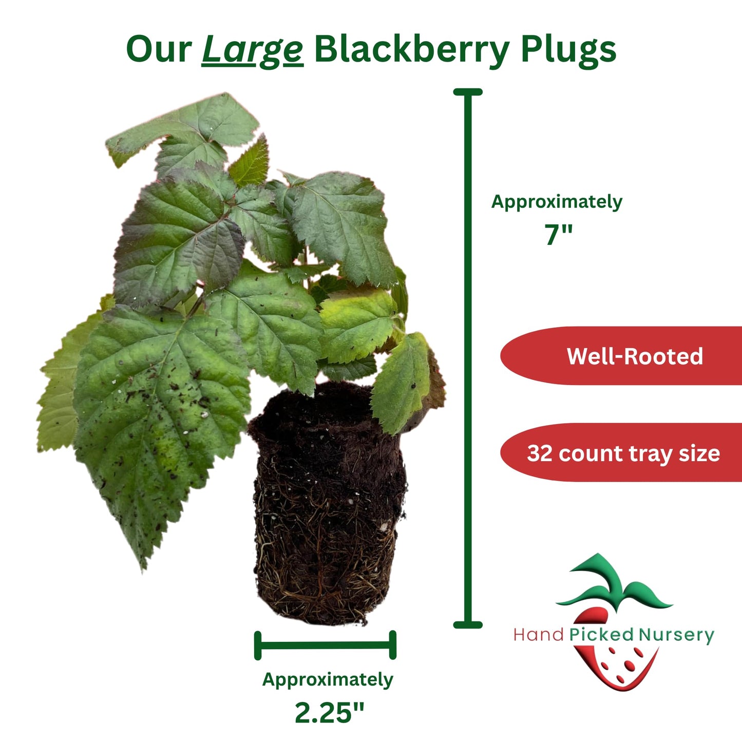 BlackBerry Plants, 'Prime Ark Freedom' Blackberries - Thornless Primocane (First Year Berries) Variety - BlackBerry Plants from Hand Picked Nursery (3)