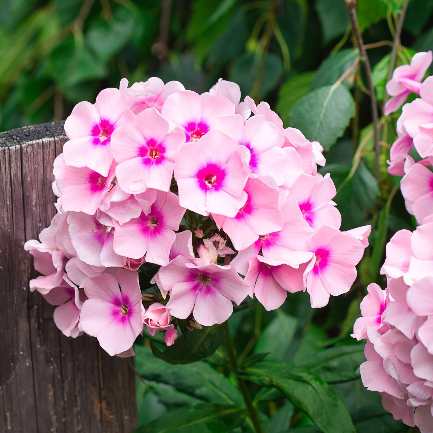 Complete Cut Flower Perennial Flower Bulb Garden - 27 Bulbs for 50 Days of Continuous Blooms (Summer Color from July Through October) - Easy to Grow Summer Planting Bulbs by Willard & May