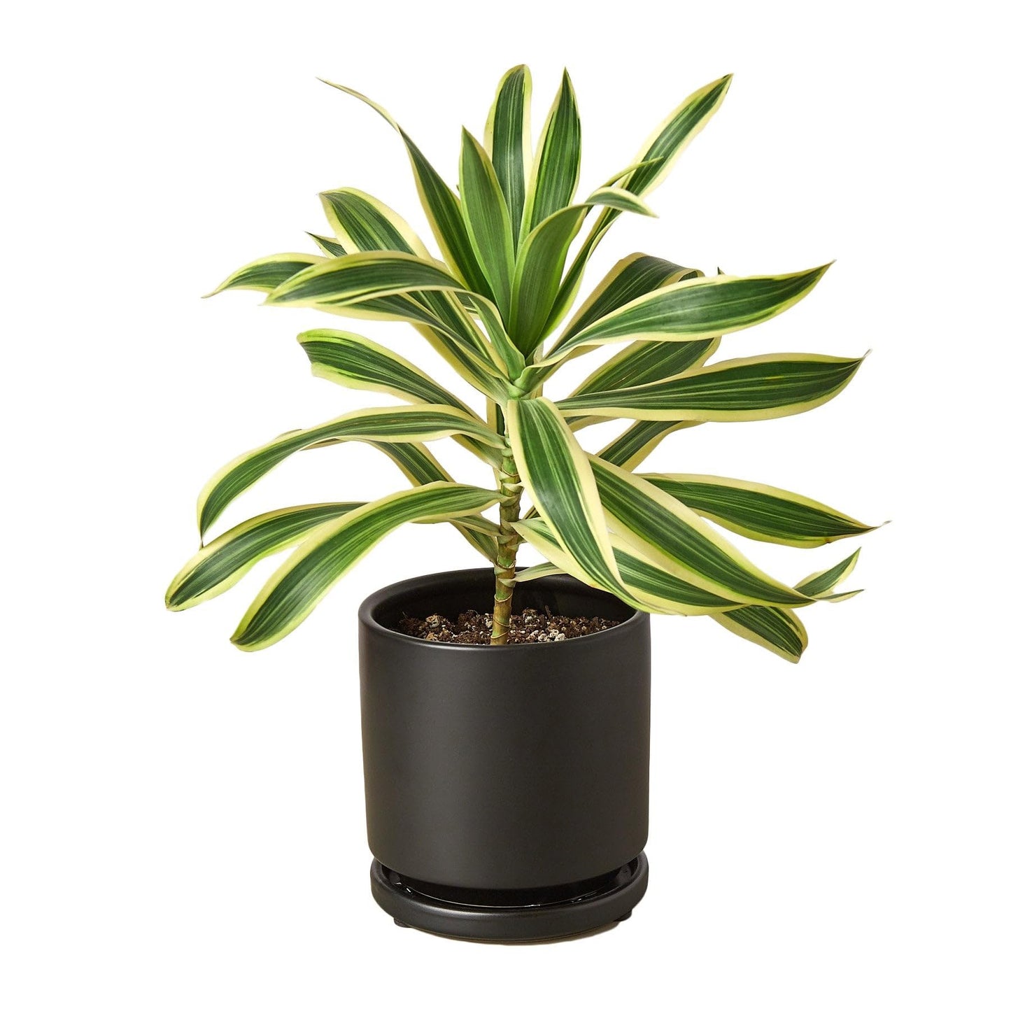 2 Pack Dracaena 'Song of India' in 6in Pot - Live Plants Tropical Houseplants | Variegated | USA Growers | The Snobby Leaf