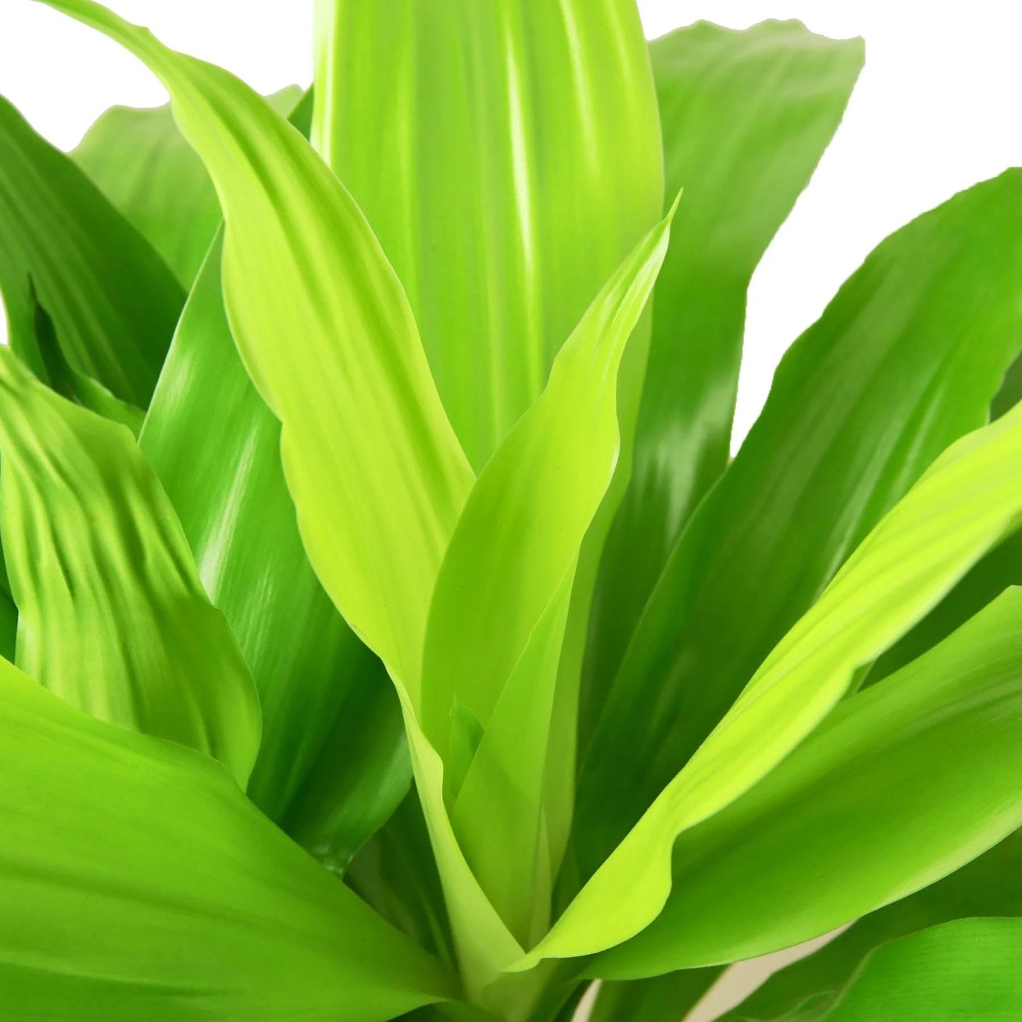 3 Pack Dracaena 'Lime Light' in 6in Pot - Live Plants Tropical Houseplants | Variegated | USA Growers | The Snobby Leaf