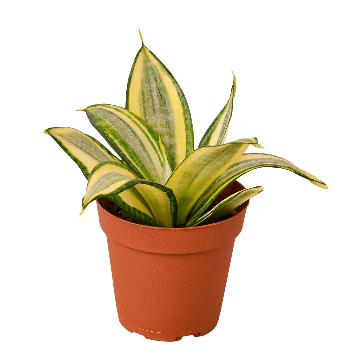Snake Plant Gold Hahnii - in 4in Pot - Live Plants Tropical Houseplants | Variegated | USA Growers | The Snobby Leaf