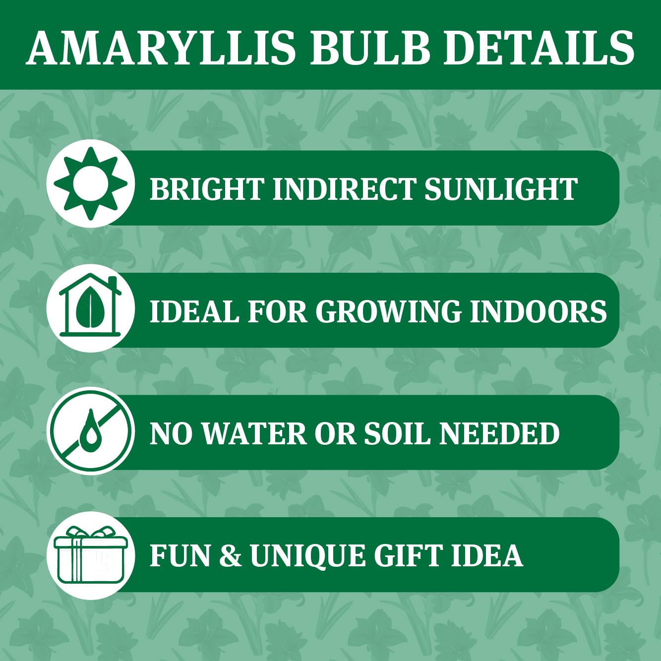 Jingle All The Way Sweater Amaryllis Flower Bulb with Stand, No Water Needed, Gift Ready