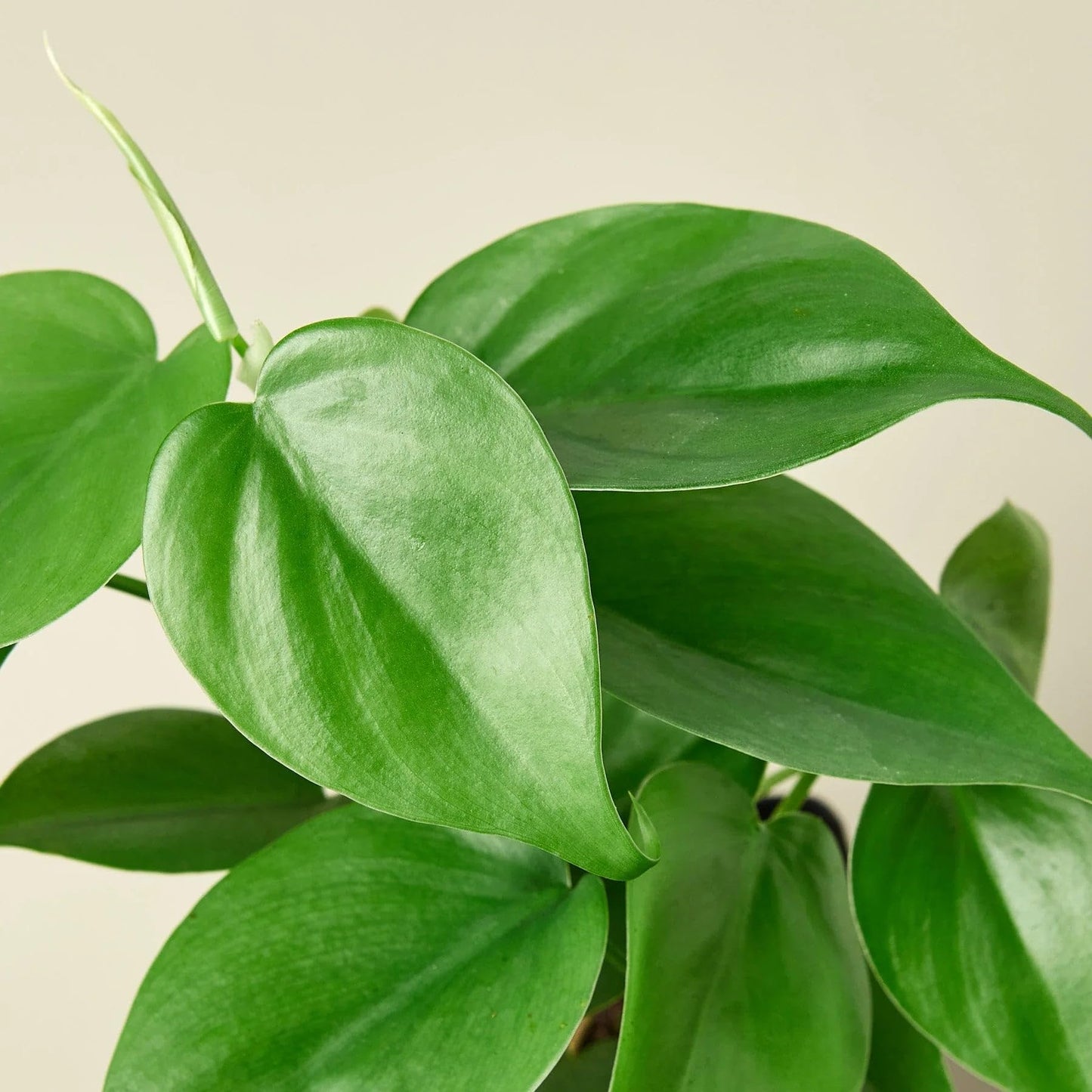 Philodendron Cordatum Heartleaf in 6in Pot - Live Plants Tropical Houseplants | Variegated | USA Growers | The Snobby Leaf