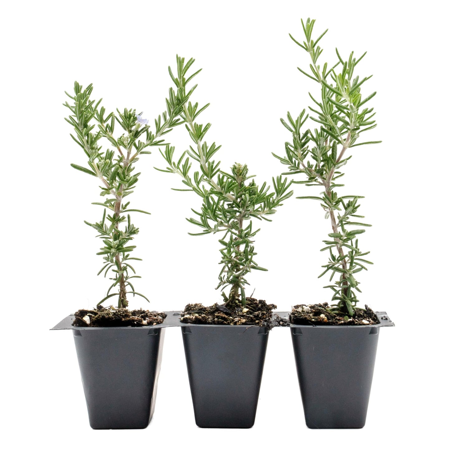 3 Creeping Rosemary in 2.5” Nursery Cubes (Rosmarinus officinalis ‘Prostratus’) | Evergreen Aromatic Groundcover Herb for Rock Gardens, Walls & Containers | Ready-to-Plant Live Starter Plants