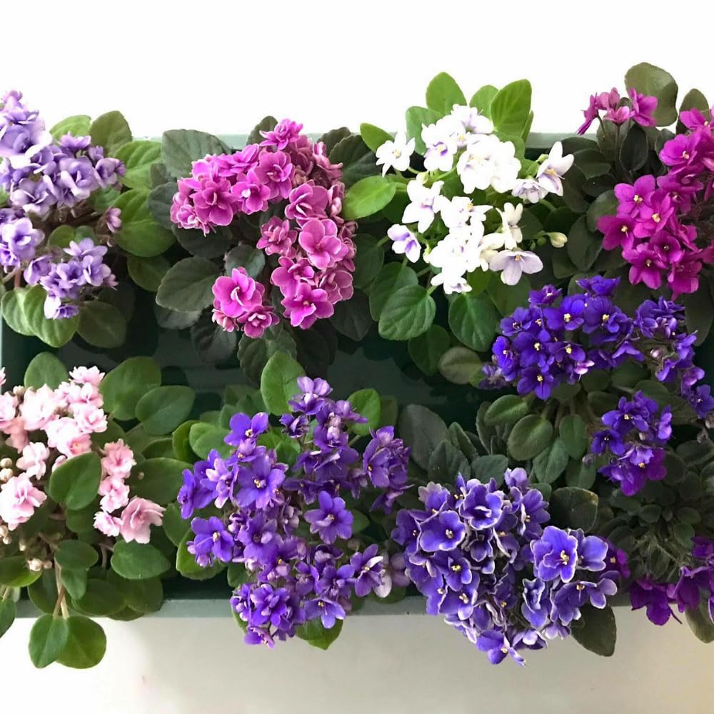Random African Violets Live Plant, African Violet Plant, 4 Inc Pot