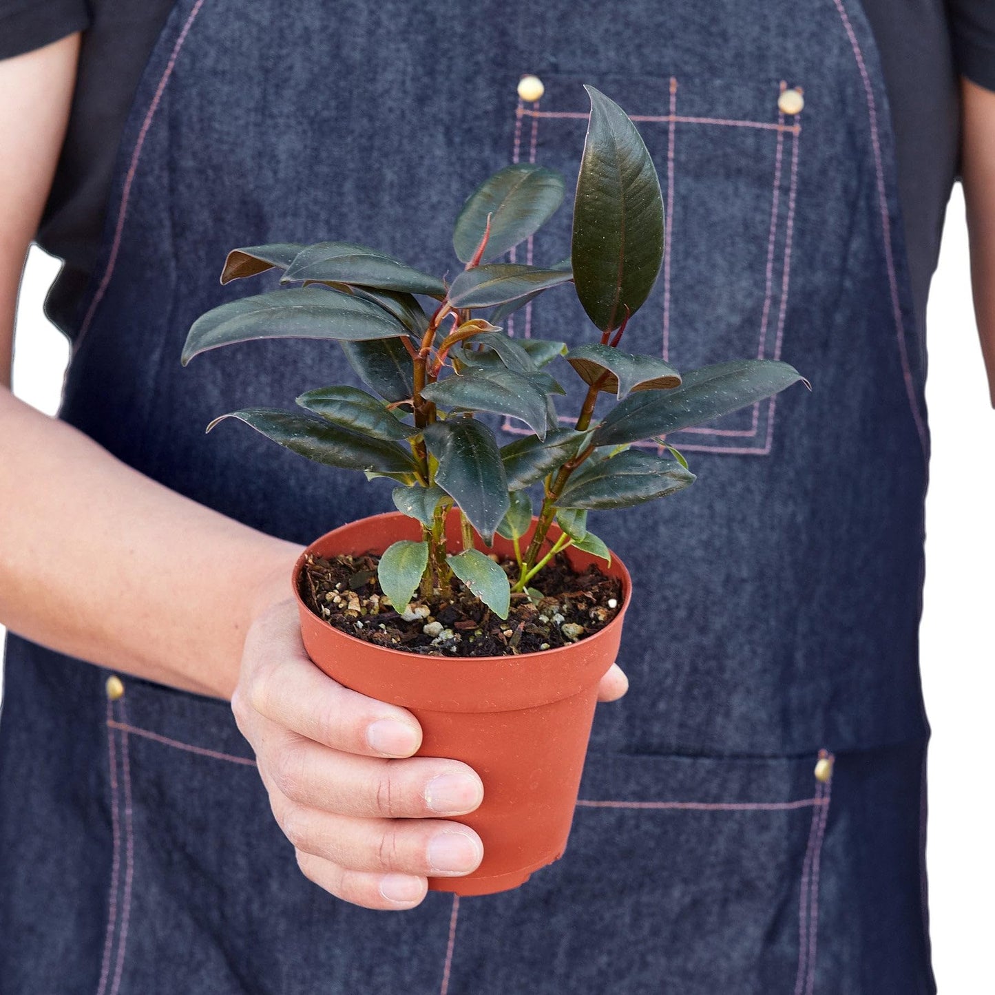 7 Pack Ficus Elastica 'Burgundy' in 6in Pot - Live Plants Tropical Houseplants | Variegated | USA Growers | The Snobby Leaf