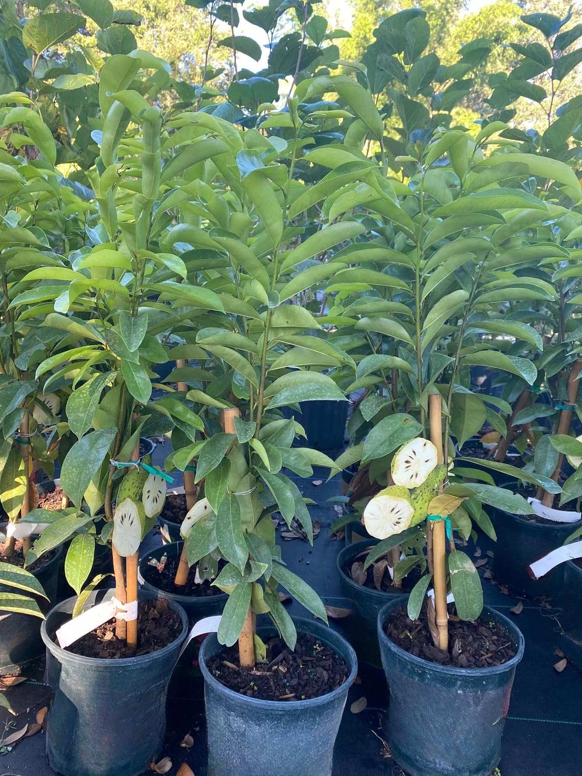 Soursop Tree Live Plant in 3 Gallon Pot, 3 Feet Guanabana Sweet Giant Soursop Fruit Tree 3 Years Old for Planting Outdoor